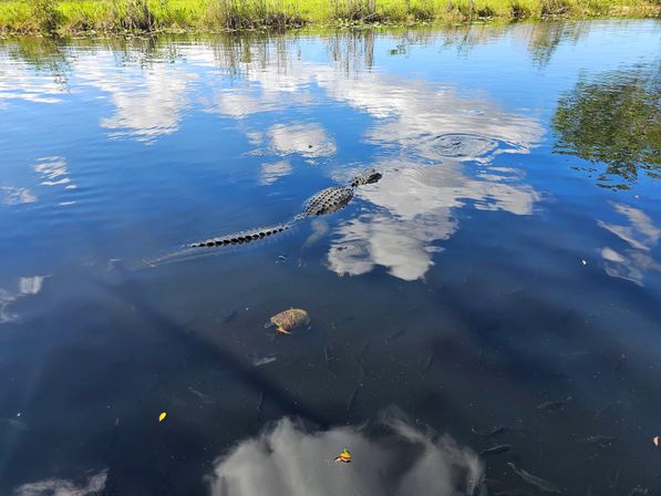 Private Everglades Airboat Adventure in Hollywood (2-3 Hours) image 7