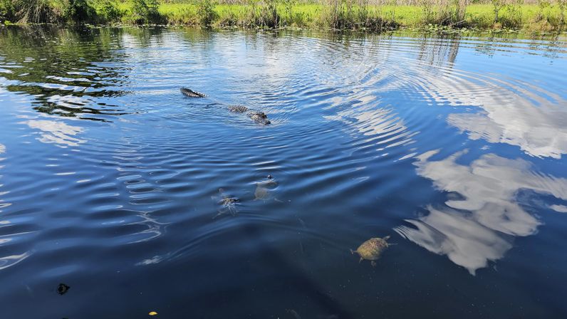 Private Everglades Airboat Adventure in Hollywood (2-3 Hours) image 12