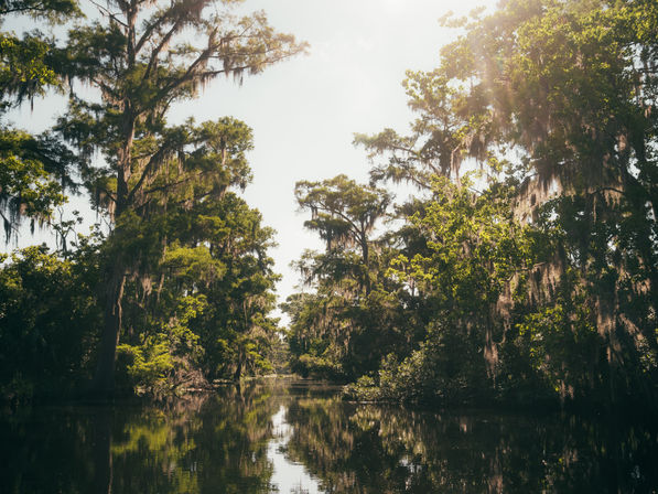 Pontoon Boat Experience: Peaceful Group Ride Through the Louisiana Bayou image 6