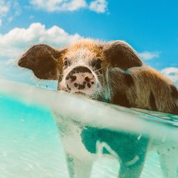Swim with the Famous Exuma Pigs on an Island Adventure from Nassau image 12