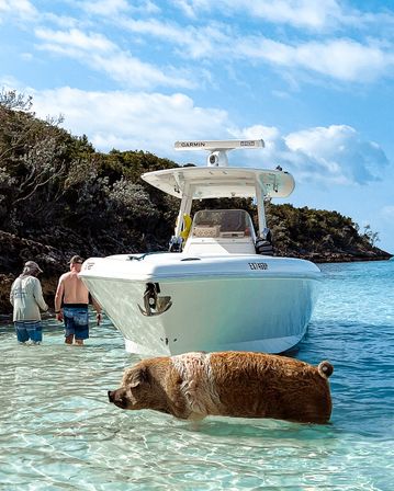 Swim with the Famous Exuma Pigs on an Island Adventure from Nassau image 17