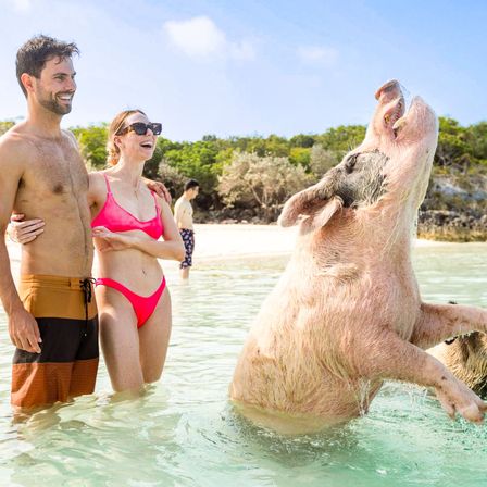 Swim with the Famous Exuma Pigs on an Island Adventure from Nassau image 1