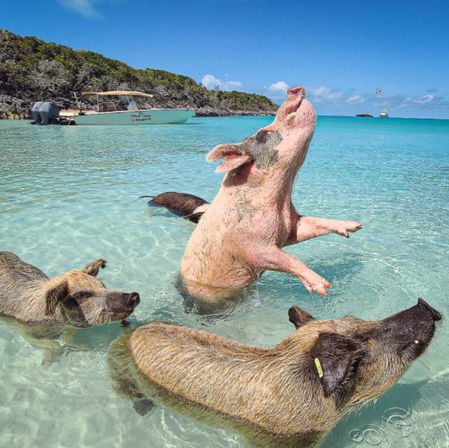 Swim with the Famous Exuma Pigs on an Island Adventure from Nassau image 5