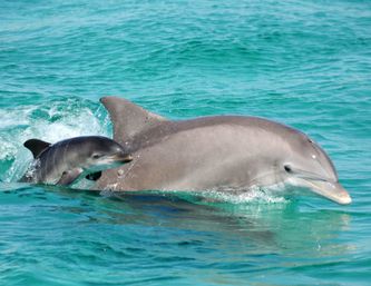 Bottlenose dolphin mother and calf swimming together in clear turquoise ocean, calf riding close beside the adult at the water’s surface