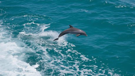 Playful dolphin leaping above turquoise ocean waves beside a boat wake