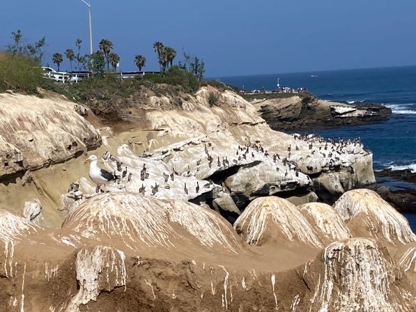 San Diego Scavenger Hunt: Creative Soul of La Jolla Cove image 6