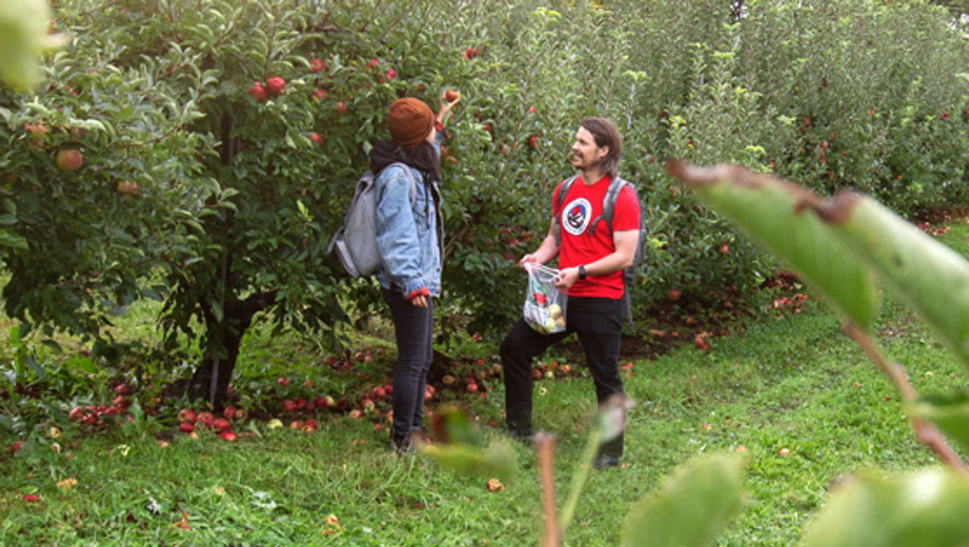 Apple Picking Day Trip From New York image 1