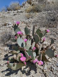 Loop Hike with 360-Degree View of Coachella Valley, Joshua Tree, Indian Canyons, and Even Endangered Bighorn Sheep image 14