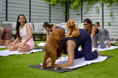Puppy Yoga Experience at Your Vacation Rental image 3
