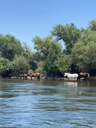 Fun Salt River Tubing Day With Roundtrip Party Ride image 4