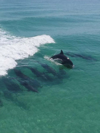 Guided Snorkeling and Dolphin Watching from Destin Harbor image 4