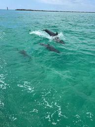 Guided Snorkeling and Dolphin Watching from Destin Harbor image 6