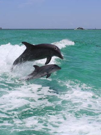 Guided Snorkeling and Dolphin Watching from Destin Harbor image 8