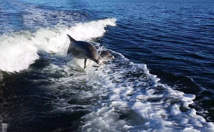 Island Tour & Dolphin Cruise image 1