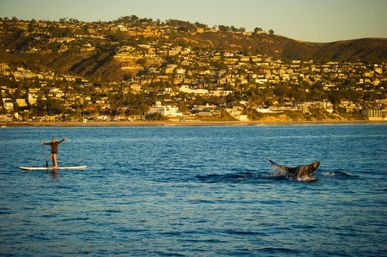 Surfing or Paddle Boarding Lessons at Laguna Beach: Reefs, Hidden Beaches, Dolphins, Marine Life, and More image 23