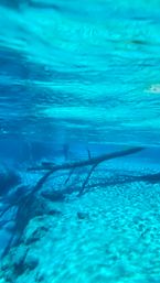 SUP Beaches! Cypress Springs Eco Tour from Panama City Beach image 24