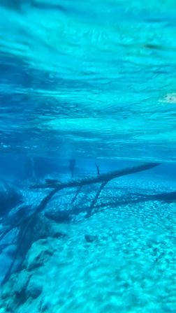 SUP Beaches! Cypress Springs Eco Tour from Panama City Beach image 24