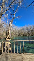 SUP Beaches! Cypress Springs Eco Tour from Panama City Beach image 25