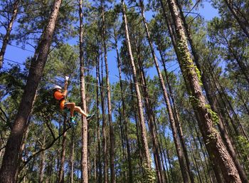 Thrilling Zipline Canopy Tour Adventure: Charleston Sky Soiree image 6