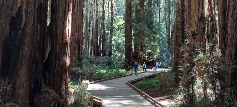 Muir Woods Marvels & Sausalito Sights: A Golden Gate Adventure image 12