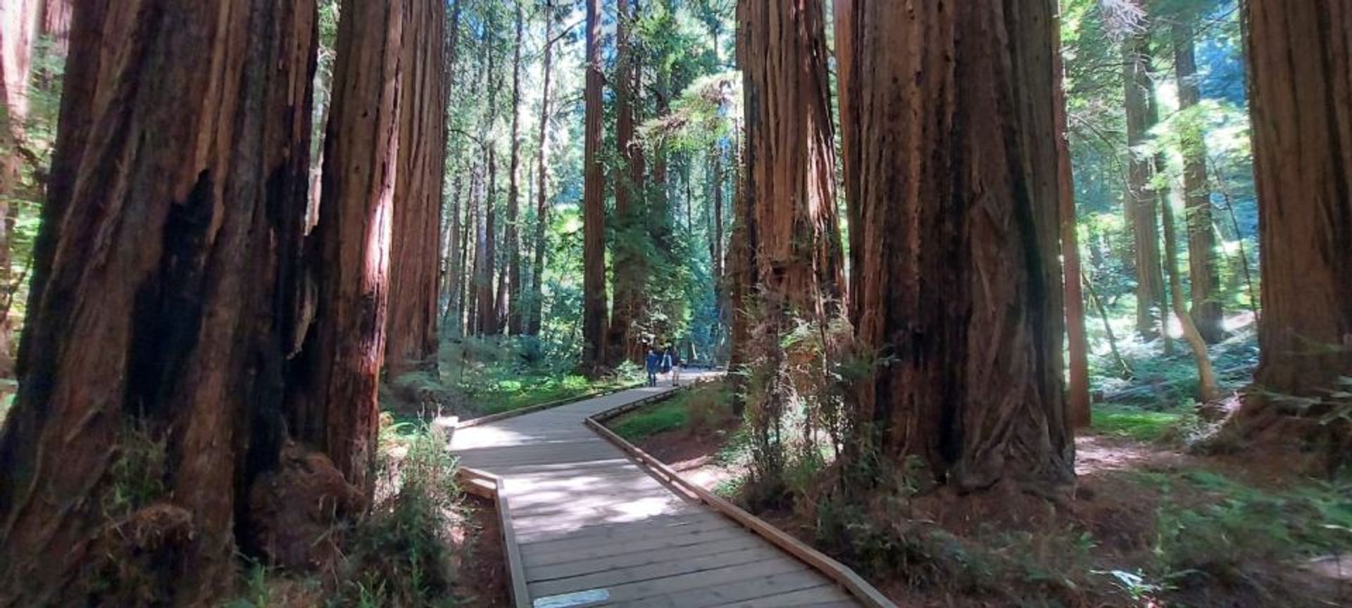 Muir Woods Marvels & Sausalito Sights: A Golden Gate Adventure image 15