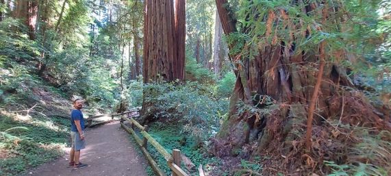 Muir Woods Marvels & Sausalito Sights: A Golden Gate Adventure image 13