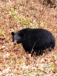 Jeep Tour & Scenic Photo Ops with an Expert Guide in the Smoky Mountains image 21