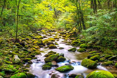 Jeep Tour & Scenic Photo Ops with an Expert Guide in the Smoky Mountains image 8
