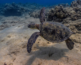 Snorkel with Hawaiian Green Sea Turtles in Maunalua Bay image