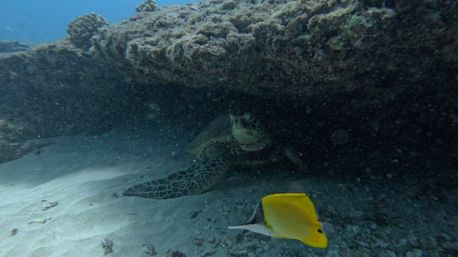Snorkel with Hawaiian Green Sea Turtles in Maunalua Bay image 5