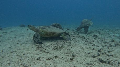 Snorkel with Hawaiian Green Sea Turtles in Maunalua Bay image 4