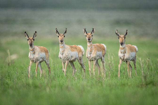 Summer Scenic Safaris: Guided Wildlife Tours in Jackson Hole image 12