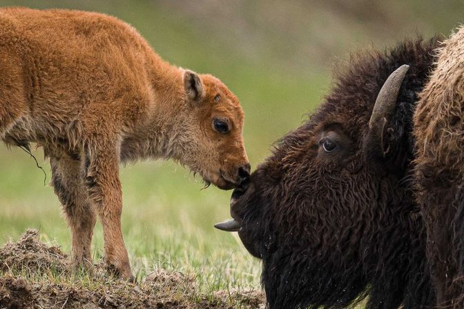 Summer Scenic Safaris: Guided Wildlife Tours in Jackson Hole image 3