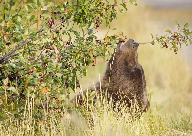 Summer Scenic Safaris: Guided Wildlife Tours in Jackson Hole image 7