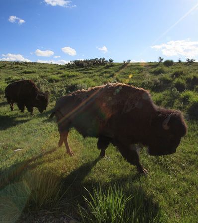Summer Scenic Safaris: Guided Wildlife Tours in Jackson Hole image 11