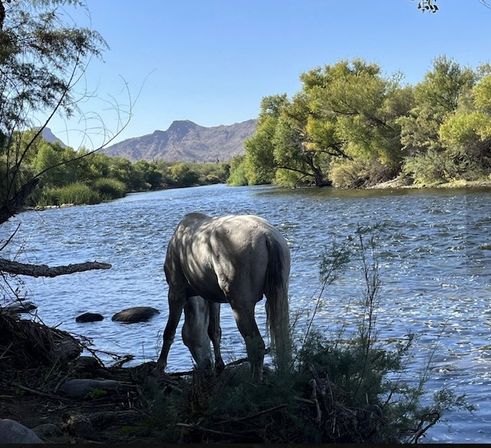 Kayak/Tandem Tour of the Beautiful Salt River with Transportation (Groups Up to 12) image 4