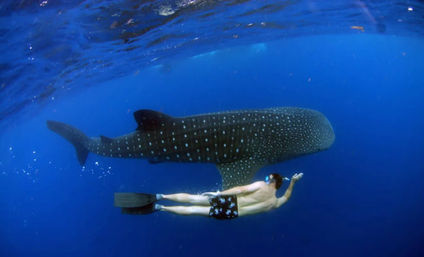 Tours & Adventures in Cabo: Sailing, Snorkeling, Ziplining, Mountain Biking & More image 14