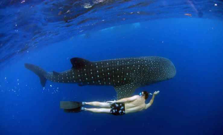 Tours & Adventures in Cabo: Sailing, Snorkeling, Ziplining, Mountain Biking & More image 14
