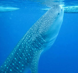Tours & Adventures in Cabo: Sailing, Snorkeling, Ziplining, Mountain Biking & More image 13