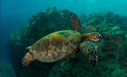 Tours & Adventures in Cabo: Sailing, Snorkeling, Ziplining, Mountain Biking & More image 8