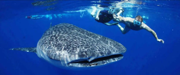 Tours & Adventures in Cabo: Sailing, Snorkeling, Ziplining, Mountain Biking & More image 3
