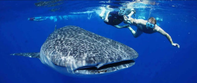 Tours & Adventures in Cabo: Sailing, Snorkeling, Ziplining, Mountain Biking & More image 3