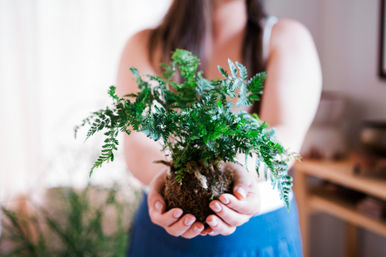 Discover the Art of Kokedama: Japanese 'Moss Ball' Workshop image 4