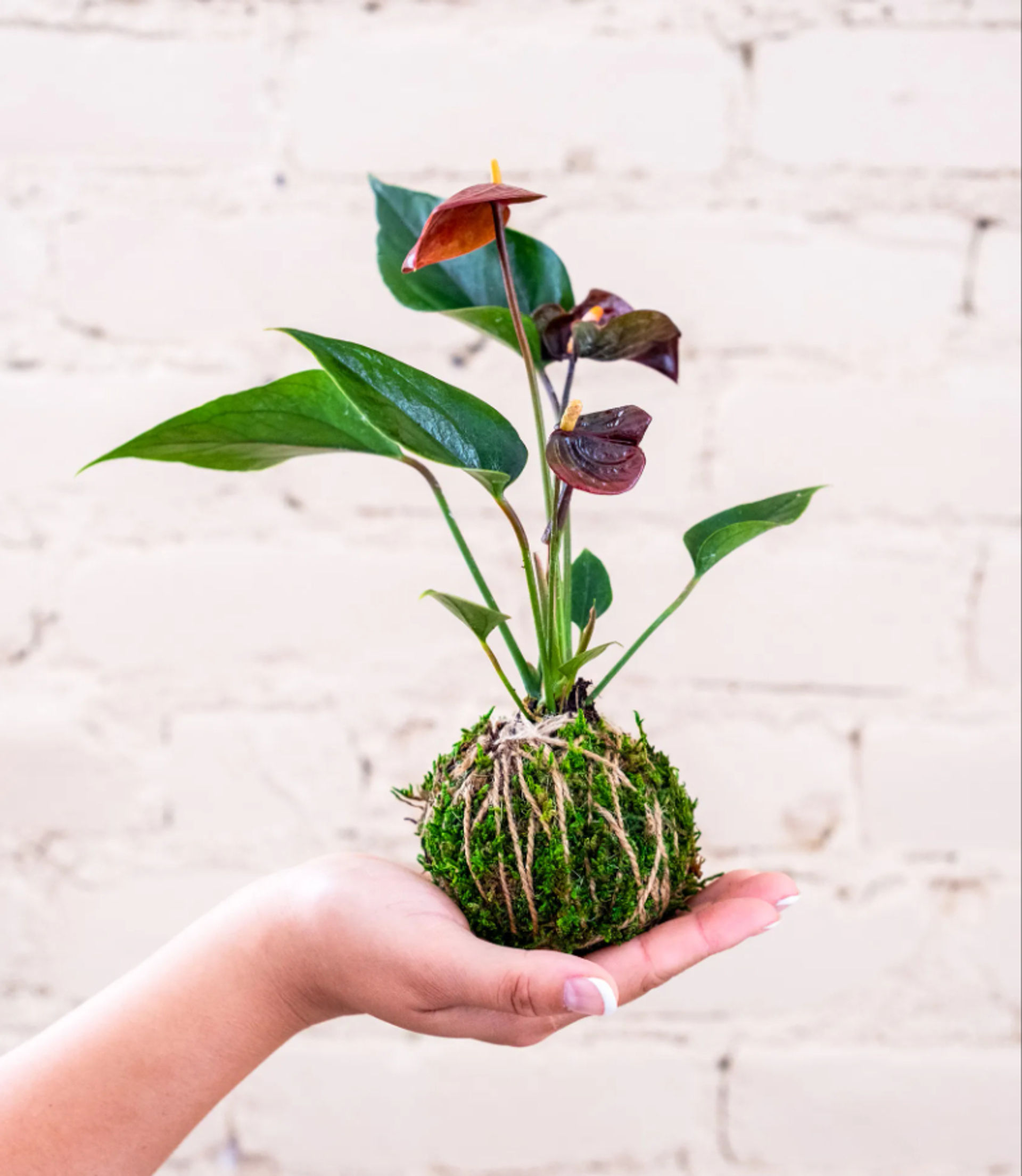 Discover the Art of Kokedama: Japanese 'Moss Ball' Workshop image 1