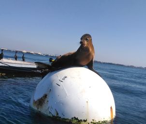 Adventure on the Bay: Group Speedboat Tour Where You're the Captain image 8