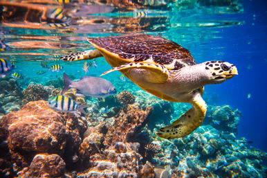 Luxury Sailing & Snorkeling on a 50ft Beneteau Sailboat with Lunch & Open Bar (Up to 16 Passengers) image 12