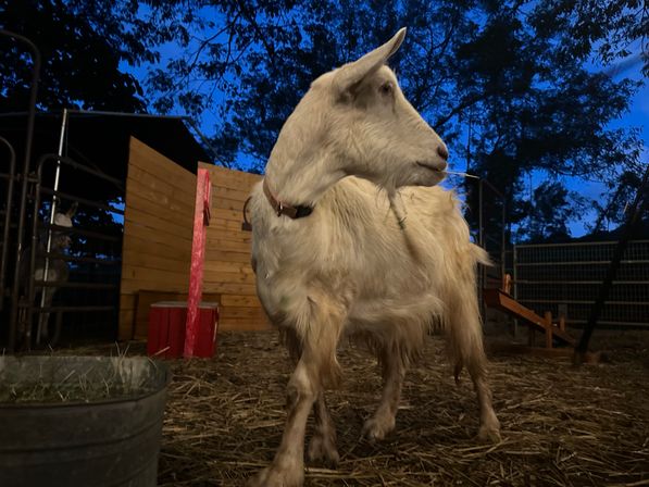 Private Goat Yoga Party & Ranch Experience with Mini-Goats image 10