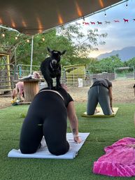 Private Goat Yoga Party & Ranch Experience with Mini-Goats image 5