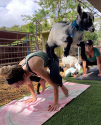 Private Goat Yoga Party & Ranch Experience with Mini-Goats image 2