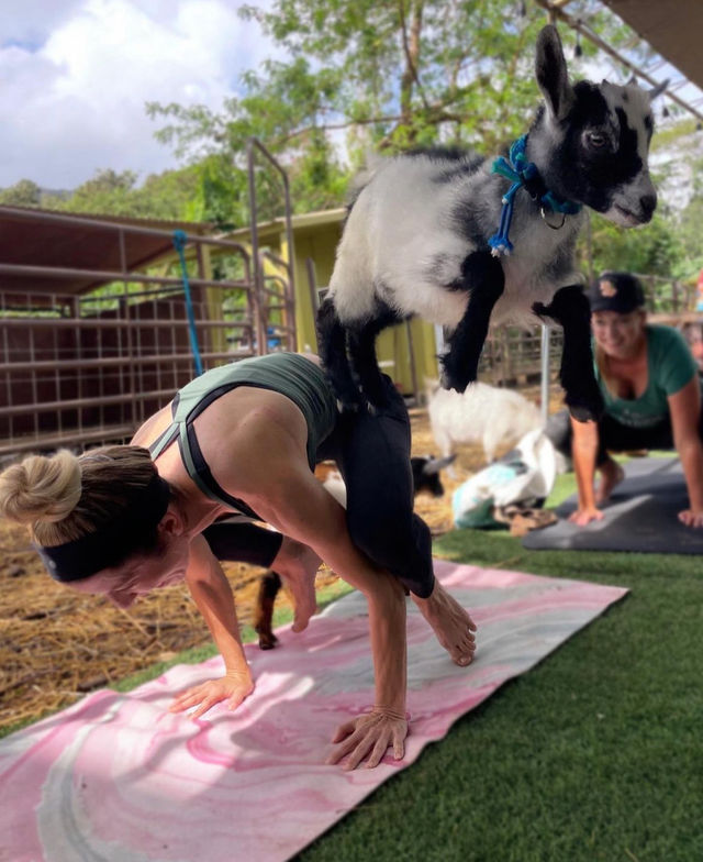 Private Goat Yoga Party & Ranch Experience with Mini-Goats image 2